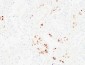 Karyopherin α2 Polyclonal Antibody